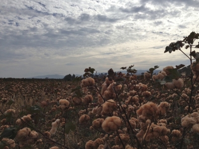 FoxFibre : un brun d’écologie ? 